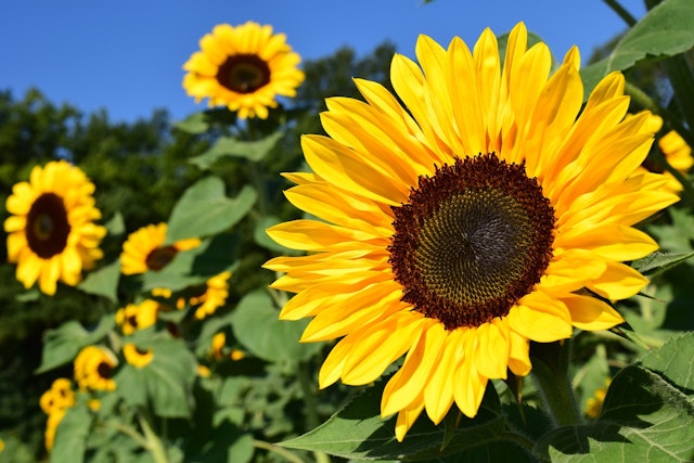 sunflowers