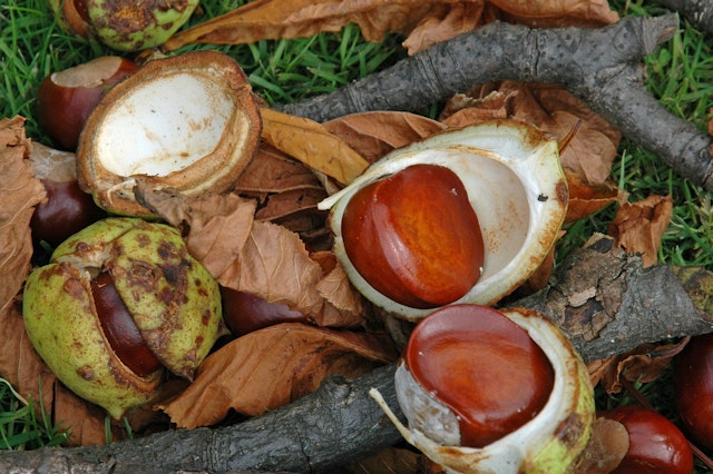 conker