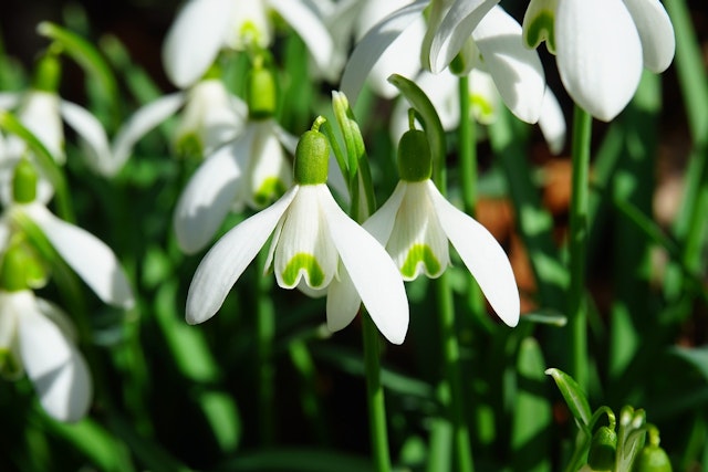 Aisha has spotted a plant with small white flowers. Which two skills will help her to name it correctly?