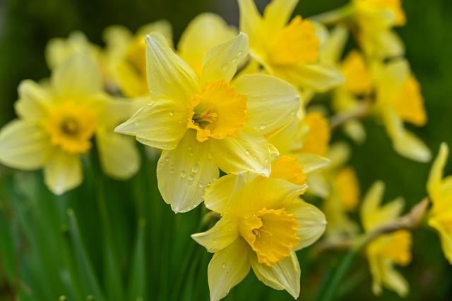 a daffodil