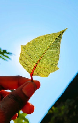 leaf