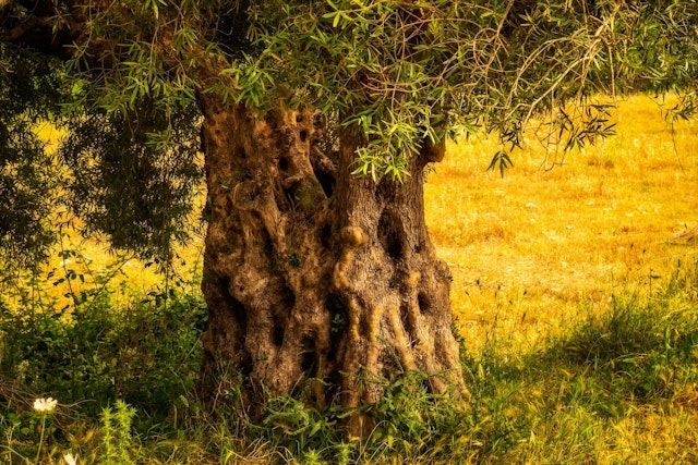 tree trunk