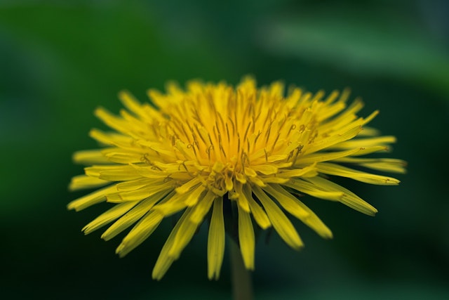 A dandelion