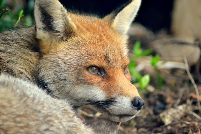 fox