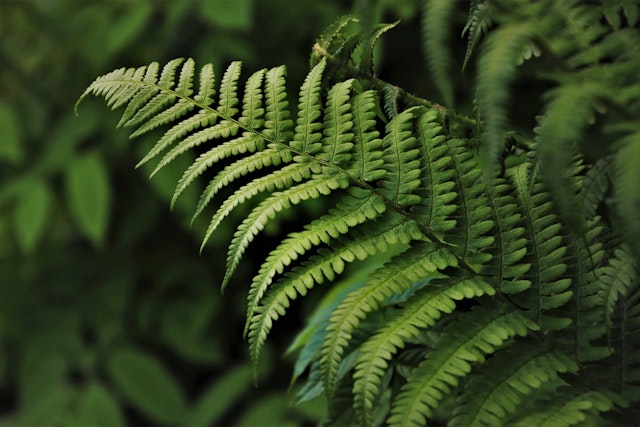 a fern