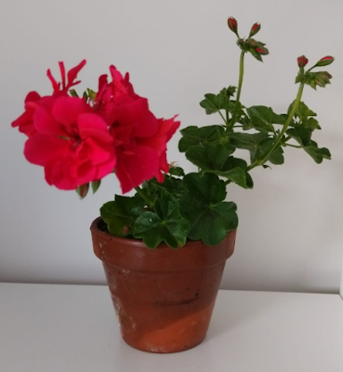 a geranium