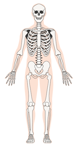 What is a human skeleton made from and why?