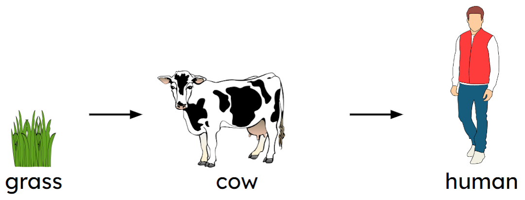 How many producers are shown in the food chain?