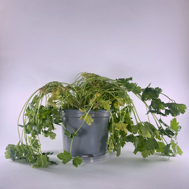 A plant is wilting due to lack of water. This is an example of variation caused by the plant's <span class="blank">______</span>.