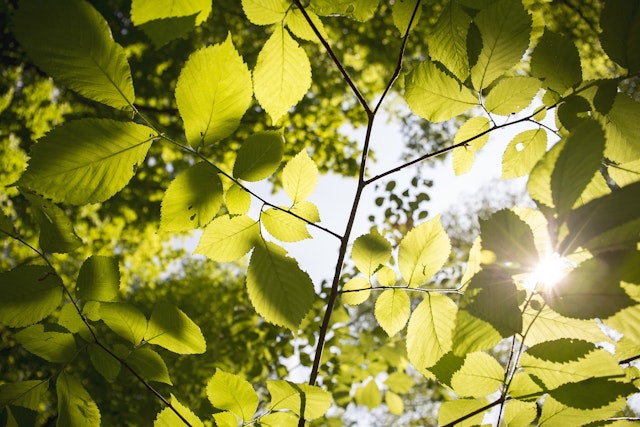 A plant’s leaves take in gases and <span class="blank">______</span> to keep the plant alive.