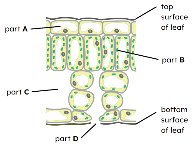 An image in a quiz