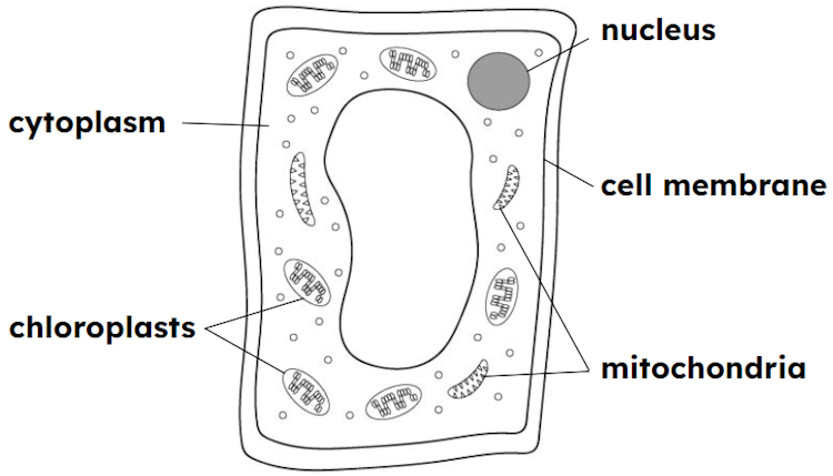 Which part is only found in plant cells?