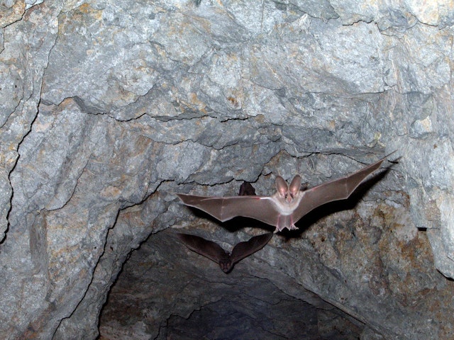 bat