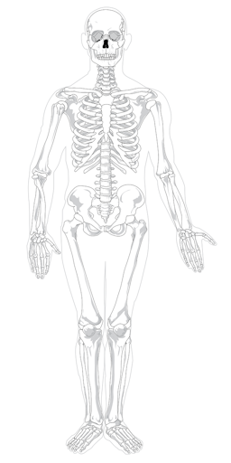 Which of the following are parts of the human skeleton?