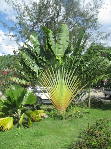 Jacob spots a tree he has not seen before. What can he do to identify it?