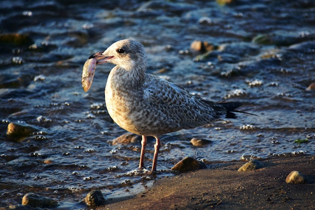 To stay alive, living things need food, air and ...