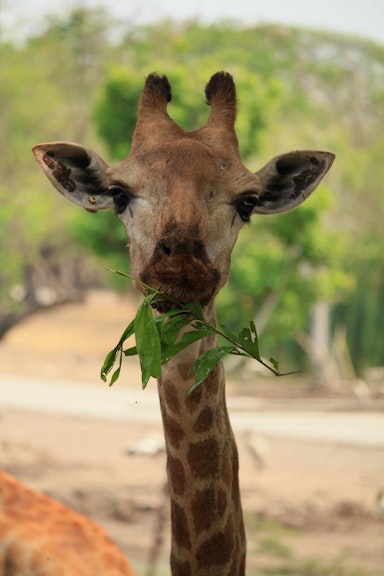 giraffe