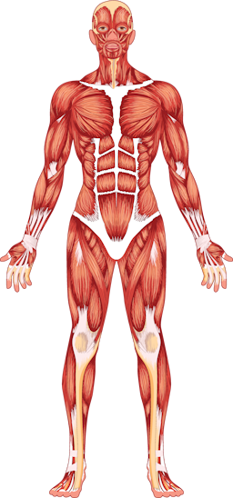 Which of these statements describes the muscles in your body? 