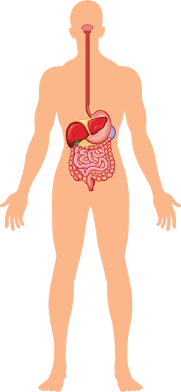 Which is the correct order that food passes through the digestive system?