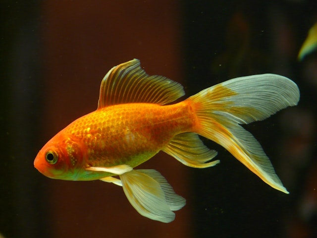 a goldfish