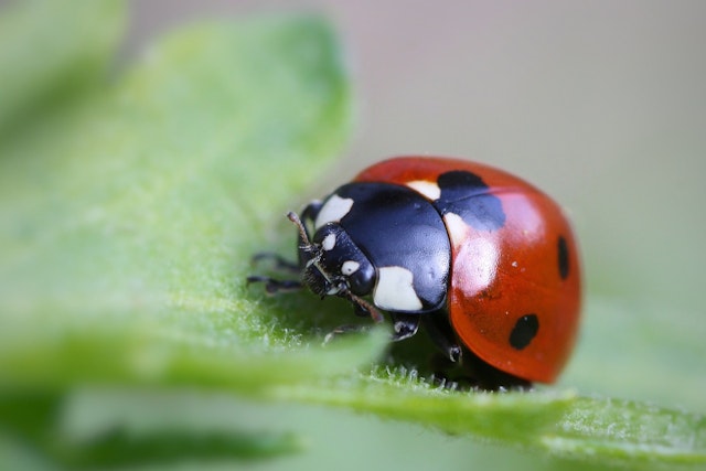 Ladybird