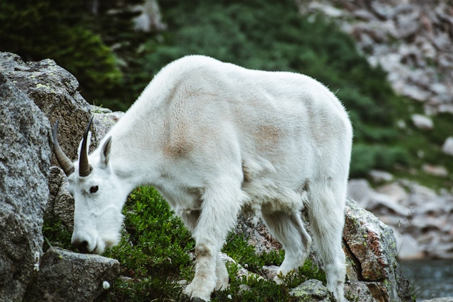 mountain goat