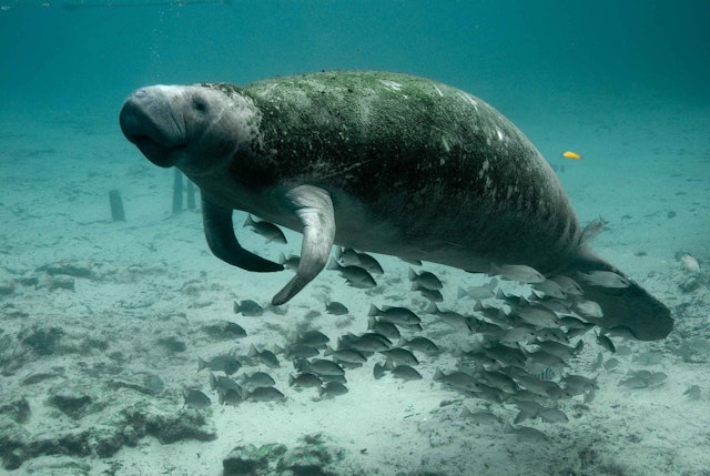 Manatees eat plants on the seabed around them. This is known as ...