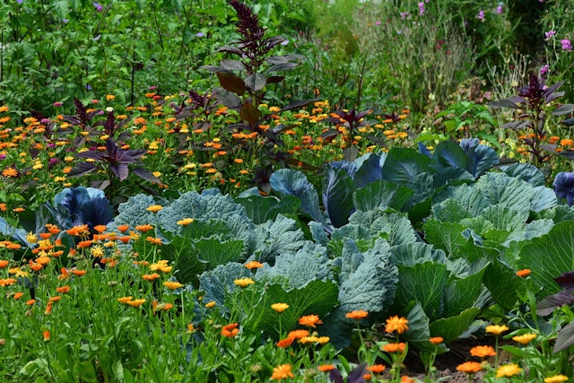 Scientists can identify plants by looking closely at them. What does identify mean?