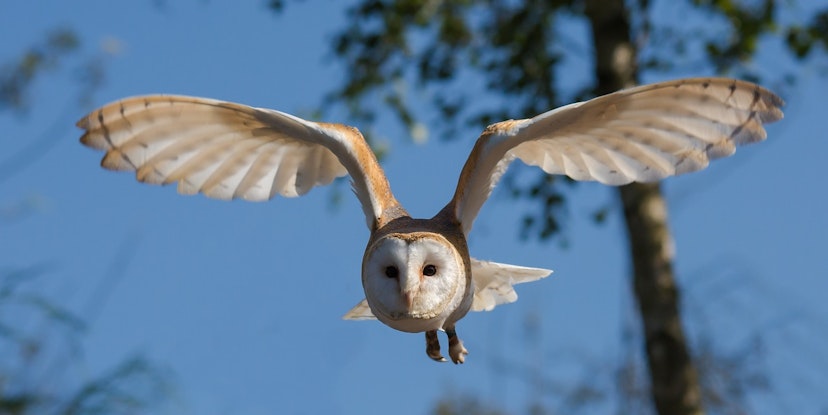 barn owl