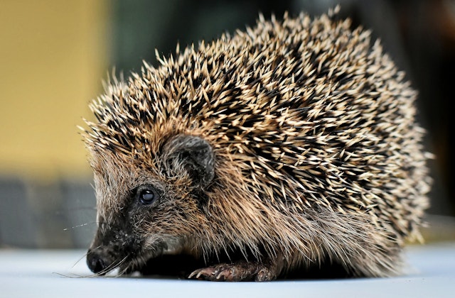 a hedgehog