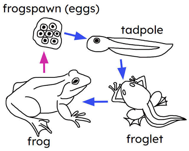 In which three stages of the life cycle of a frog does it move by itself?