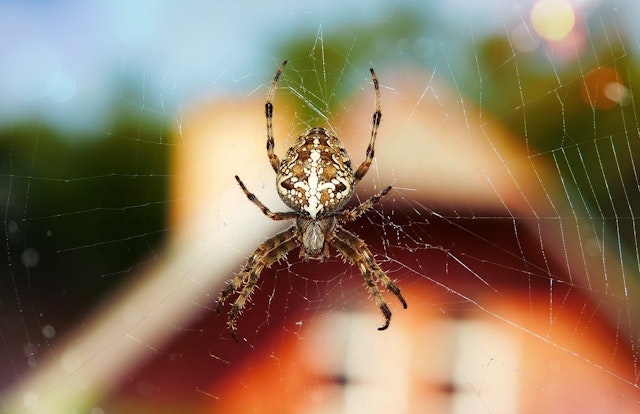 Garden spider