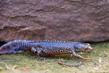 Lesson: Amphibian life cycles | KS2 Science | Oak National Academy