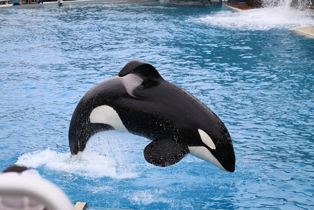 orca whale