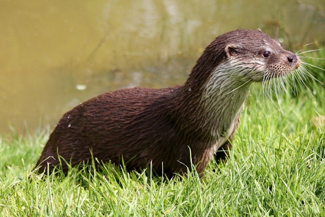 otter