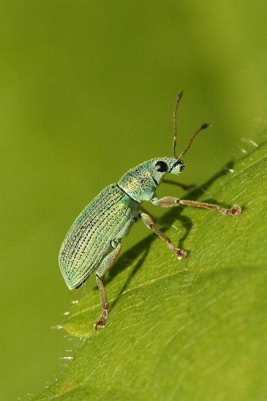 What are insect antennae for?