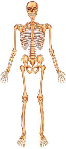 Name the functions of your skeleton. 