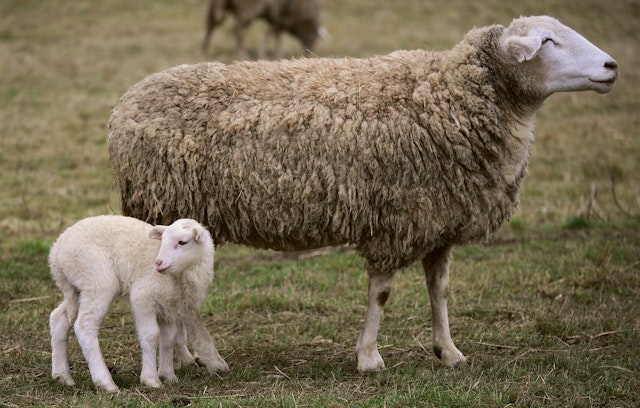 Which of these words means a fully-grown animal? 