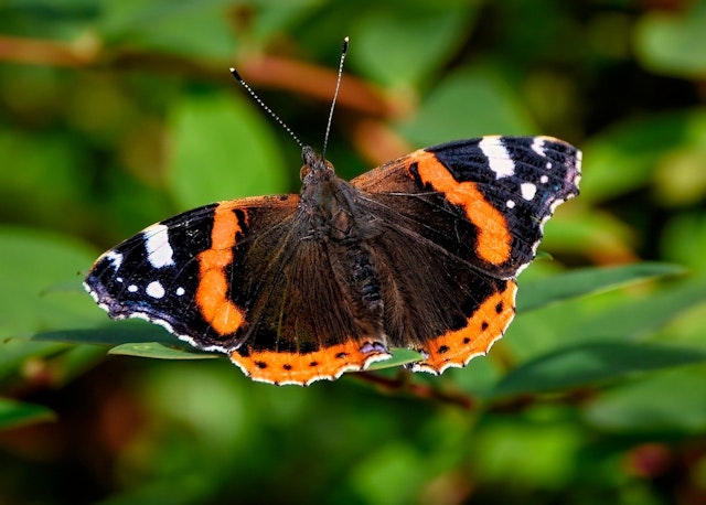 True or false. The offspring of this butterfly will be a smaller butterfly that has the same coloured wings.