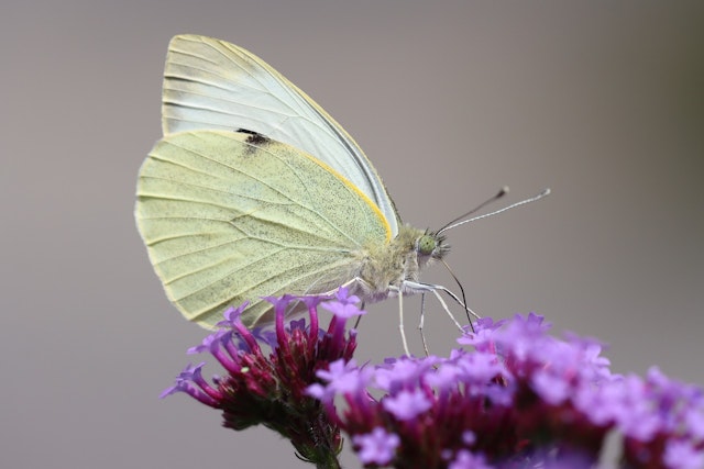 Insects are invertebrates. What does ‘invertebrate’ mean?