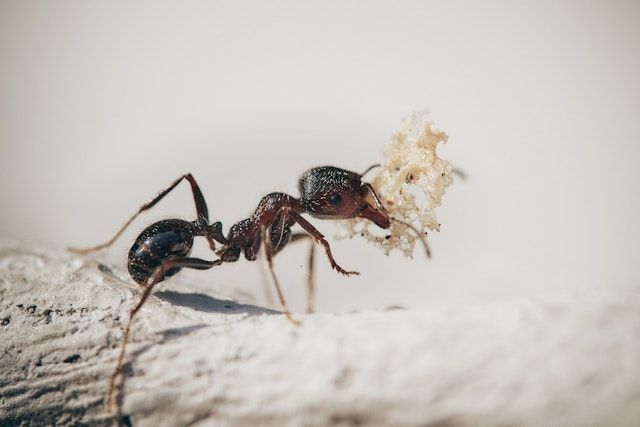 Ant