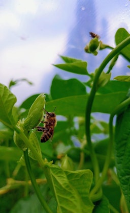 What could you do to this image of a bee to make it easier to see the detail?