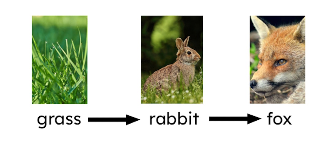 Look at the diagram of a food chain. Match each organism to the word that best describes it.