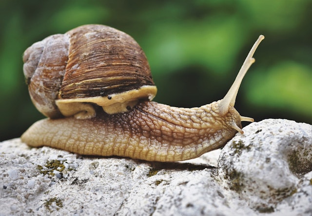 Snail