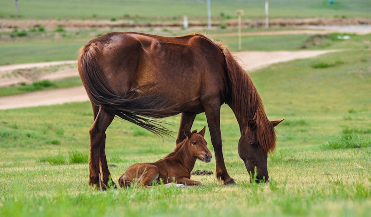 All animals grow and change from when they are born to when they become ...