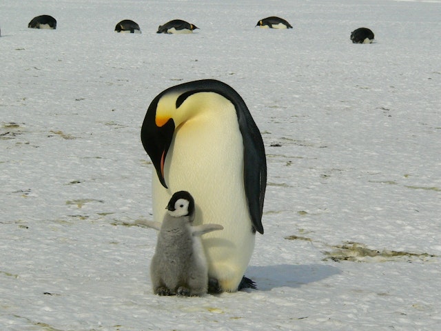 When we observe this penguin and its chick we notice that ...