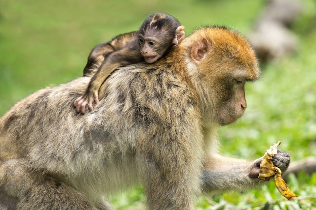 True or false? Offspring always look like their parents.