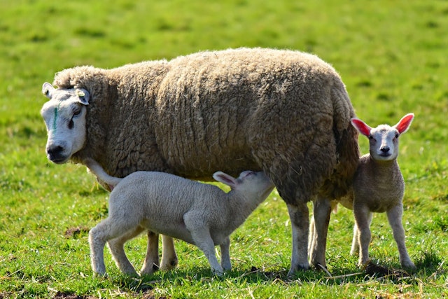 The offspring of a sheep is called...