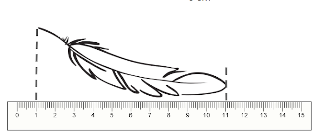 What is the length of this feather?