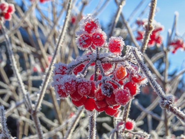 berries